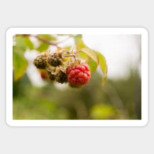 blb red raspberry Sticker